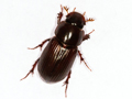 Acrossus rufipes